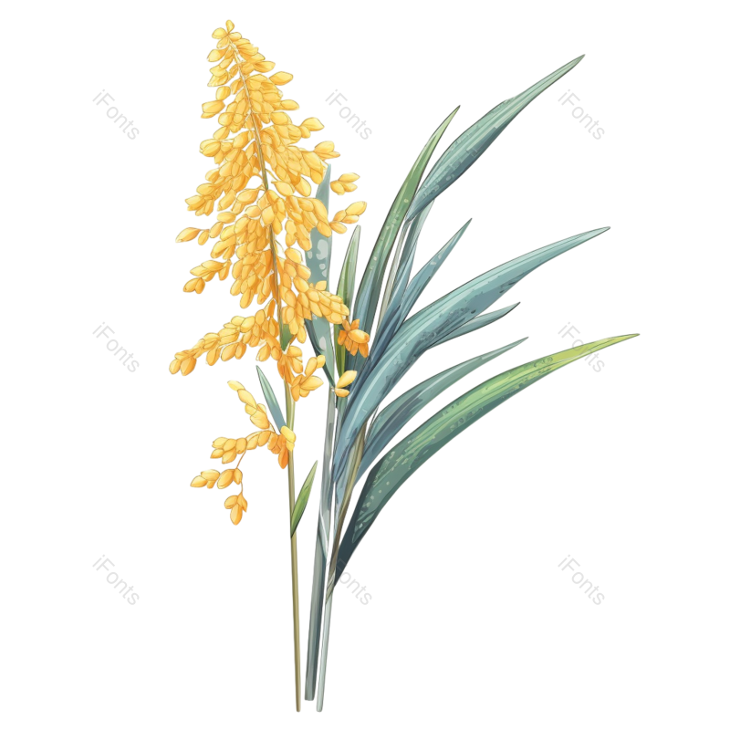 芒种图片,麦子元素,丰收PNG,麦田免抠素材